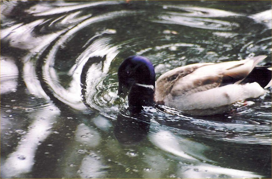 duck.jpg