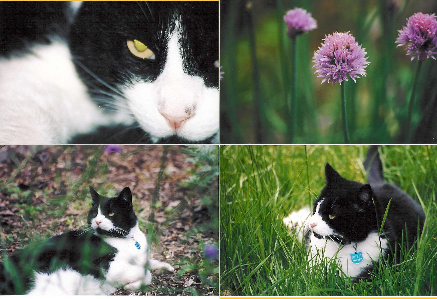 pettieflower.jpg