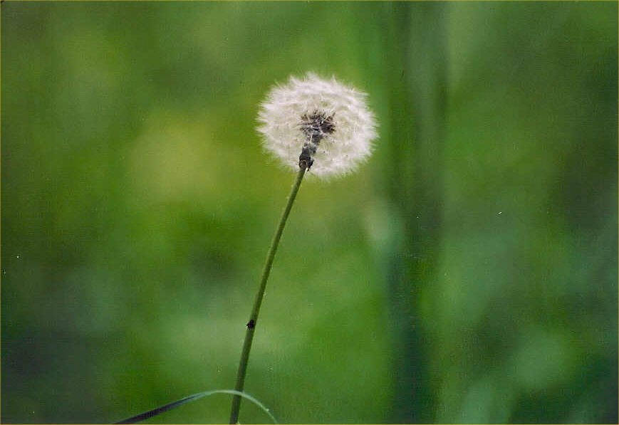 pufffff.jpg